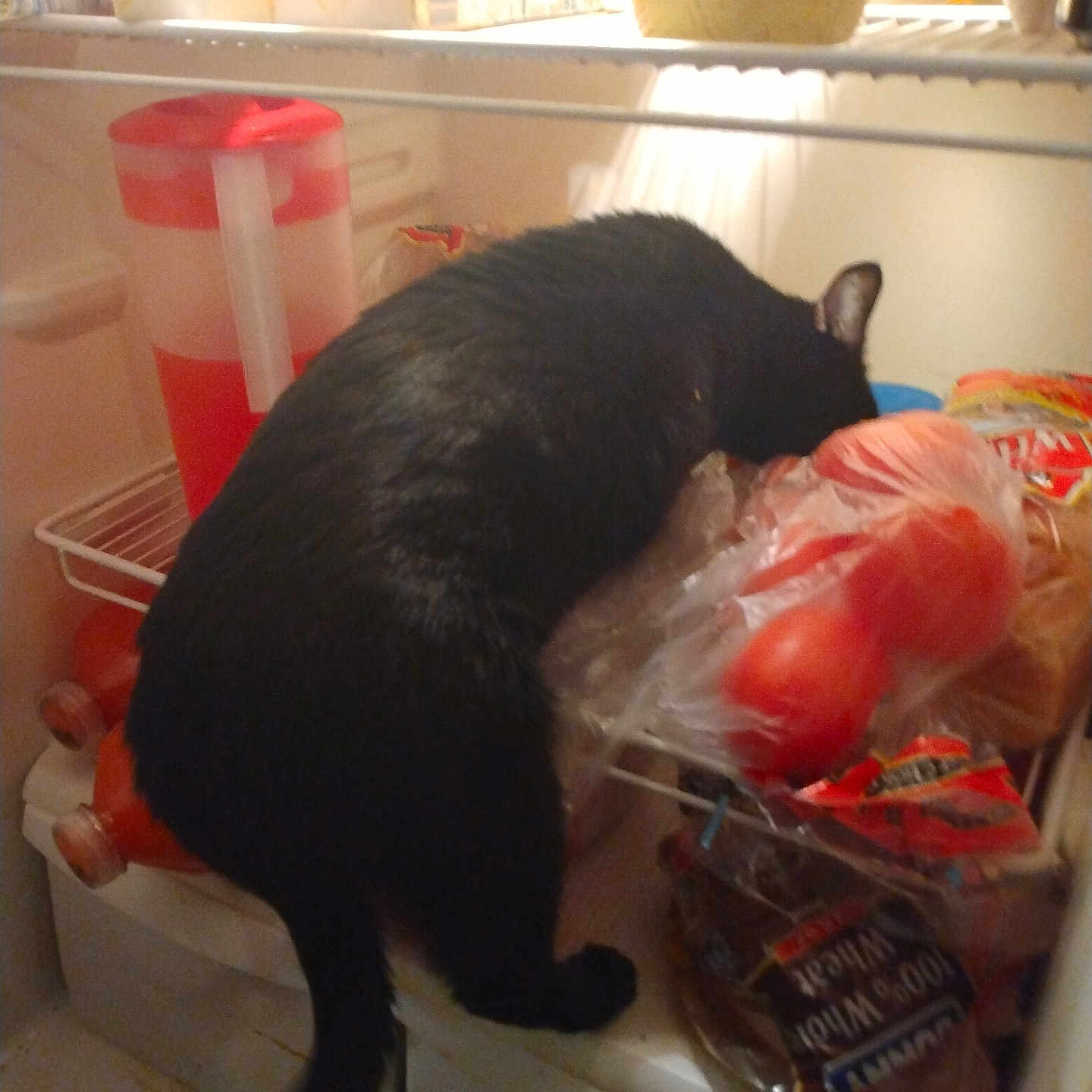 Salem joined the competition — help win amazing prizes! animal, appliance, bag, blackcat, bottle, cat, closet, cupboard, device, electricaldevice, food, furniture, ketchup, manx, pet, plastic, plasticbag, refrigerator, shelf, sweets