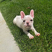 Daisy joined the competition — help win amazing prizes! dog, puppy, french_bulldog, grass, outdoor, sunlight, pet, animal, cute, small_dog, lying_down, ears, sidewalk, nature, young_dog, adorable, mammal, summer, greenery, playful