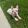 dog, puppy, french_bulldog, grass, outdoor, sunlight, pet, animal, cute, small_dog, lying_down, ears, sidewalk, nature, young_dog, adorable, mammal, summer, greenery, playful