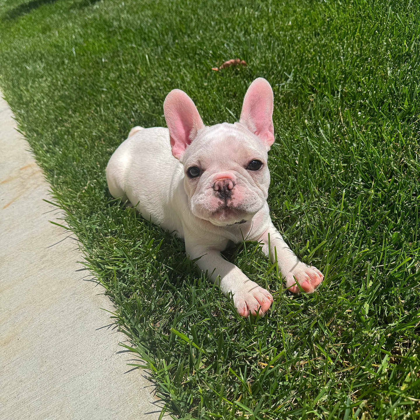 Daisy joined the competition — help win amazing prizes! dog, puppy, french_bulldog, grass, outdoor, sunlight, pet, animal, cute, small_dog, lying_down, ears, sidewalk, nature, young_dog, adorable, mammal, summer, greenery, playful