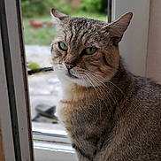 Tigrou a rejoint le concours — aidez-le/la à gagner de superbes lots ! animal, blurred_background, calm, cat, close_up, contemplative, domestic_cat, door, feline, floor, fur, green_eyes, indoor, looking, pet, portrait, sitting, tabby_cat, whiskers, window