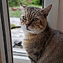 animal, blurred_background, calm, cat, close_up, contemplative, domestic_cat, door, feline, floor, fur, green_eyes, indoor, looking, pet, portrait, sitting, tabby_cat, whiskers, window