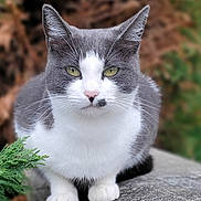 Grizouille a rejoint le concours — aidez-le/la à gagner de superbes lots ! animal, background_blur, calm, cat, closeup, ears, feline, focused, fur, gray_and_white, mammal, nature, outdoor, pet, portrait, sitting, stone, whiskers, wildlife, yellow_eyes