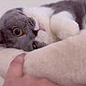 cat, close_up, gray_cat, white_cat, yellow_eyes, pet, animal, feline, soft_blanket, cozy, indoor, relaxed, paw, whiskers, face, fur, cute, domestic, human_hand, touch