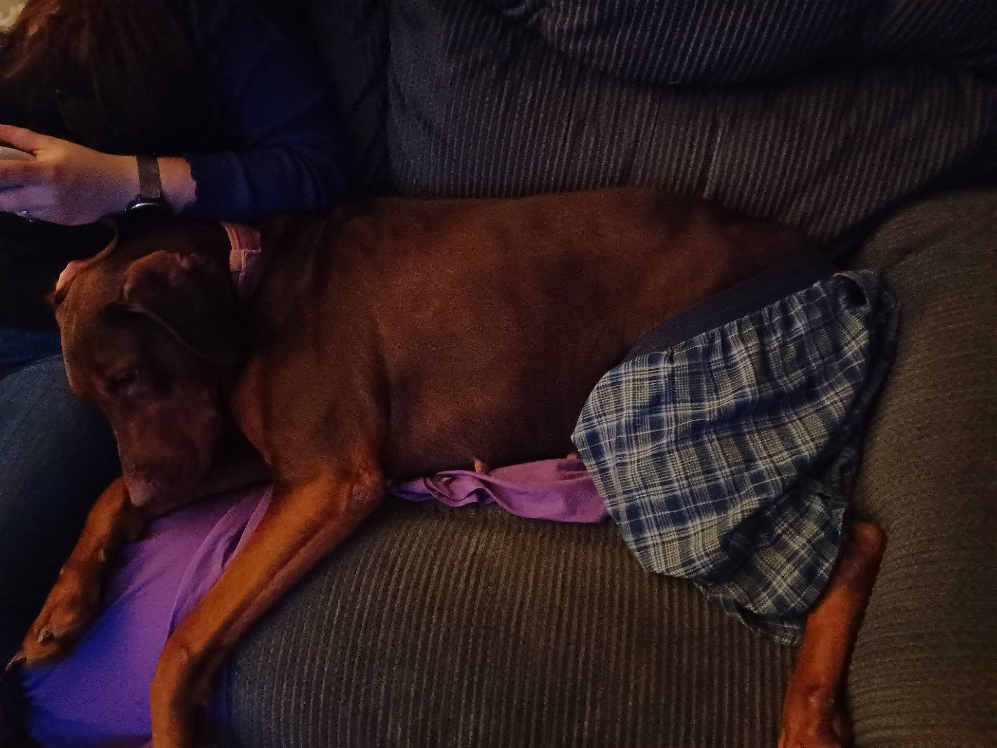 Iris is registered to the contest to win money with this photo: canidae, carnivore, comfort, companion_dog, dog, dog_breed, event, fawn, fur, guard_dog, linens, liver, pattern, plaid, purple, sitting, sporting_group, tartan, working_animal, wrinkle