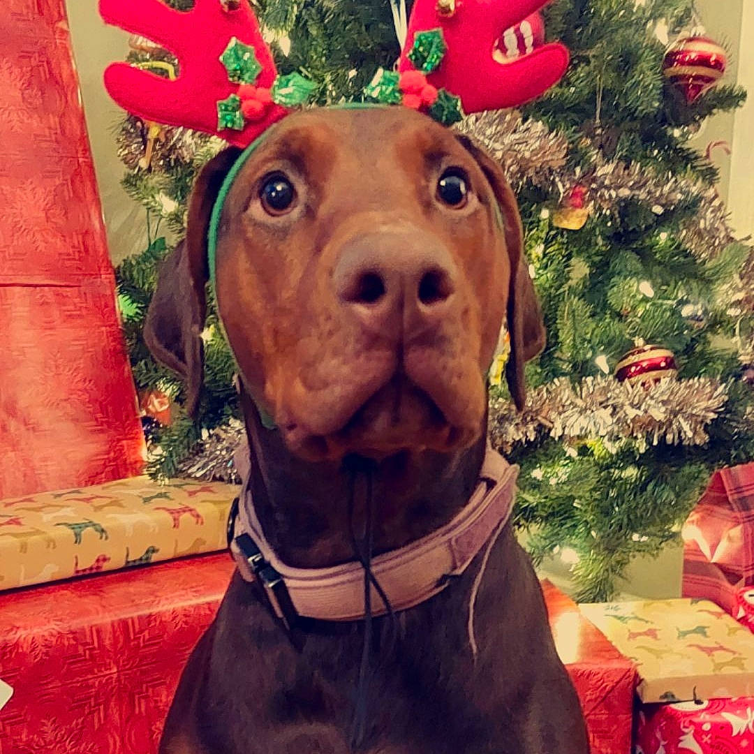 Iris is registered to the contest to win money with this photo: carnivore, christmas_decoration, christmas_ornament, christmas_tree, collar, companion_dog, dog, dog_breed, dog_collar, dog_supply, event, fawn, liver, mammal, pet_supply, plant, snout, sporting_group, whiskers, working_animal