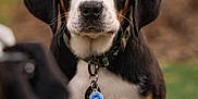 Finn is registered to the contest to win money with this photo: puppy, dog, tricolor, collar, tag, outdoor, grass, closeup, animal, pet, ears, face, fur, black, brown, white, young, looking, sitting, cute