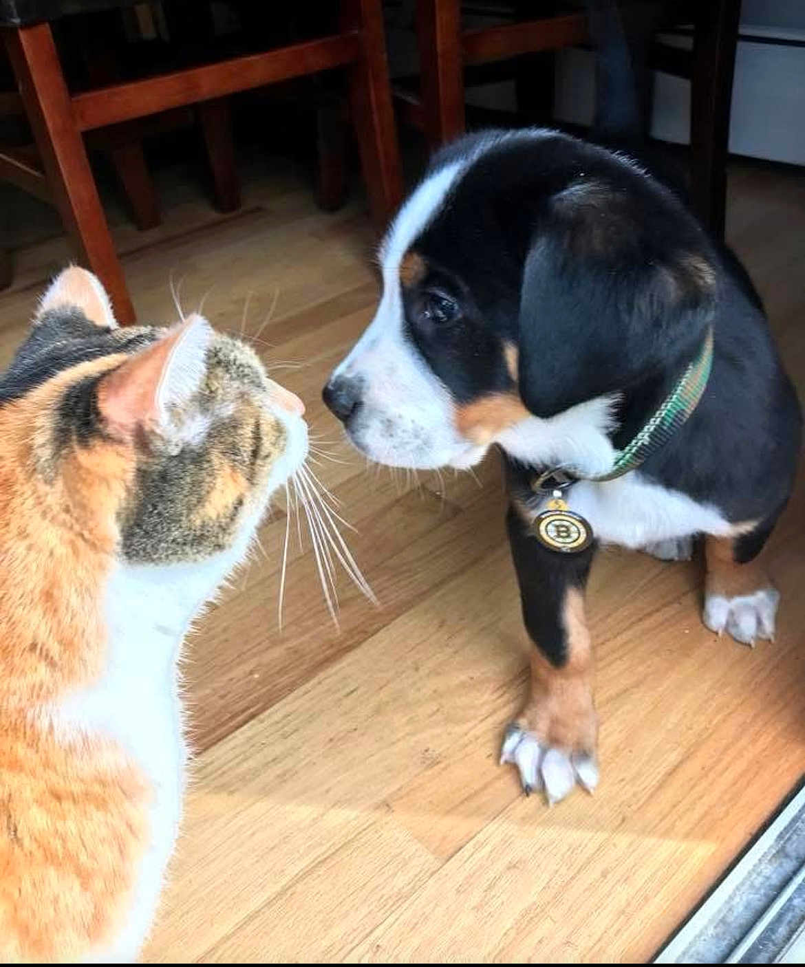Finn is registered to the contest to win money with this photo: cat, dog, puppy, pet, indoor, wooden_floor, curious, close_up, animal_interaction, domestic_animal, feline, canine, collar, whiskers, flooring, household, cute, young_animal, face_to_face, meeting