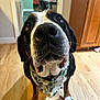 Finn is registered to the contest to win money with this photo: dog, close_up, nose, bandana, indoor, wooden_floor, kitchen, pet, animal, curious, black, white, brown, whiskers, domestic, canine, portrait, household, furniture, floor