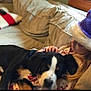 Finn is registered to the contest to win money with this photo: child, dog, couch, hat, glasses, pet, relaxing, indoor, holiday, christmas, cozy, sleeping, black_and_white_dog, pillow, furniture, clothing, resting, home, casual, portrait