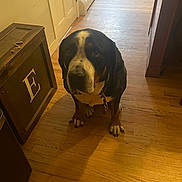 Finn joined the competition — help win amazing prizes! dog, indoor, wooden_floor, hallway, box, letter_e, pet, animal, brown, black, white, sitting, collar, leash, furniture, door, wall, floor, light, shadow