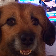 Olympe a rejoint le concours — aidez-le/la à gagner de superbes lots ! background, blurred, brown_fur, close_up, computer, dog, face, furniture, happy, indoor, laptop, office, person, screen, smiling, table, technology, television, work, yellow_sweater
