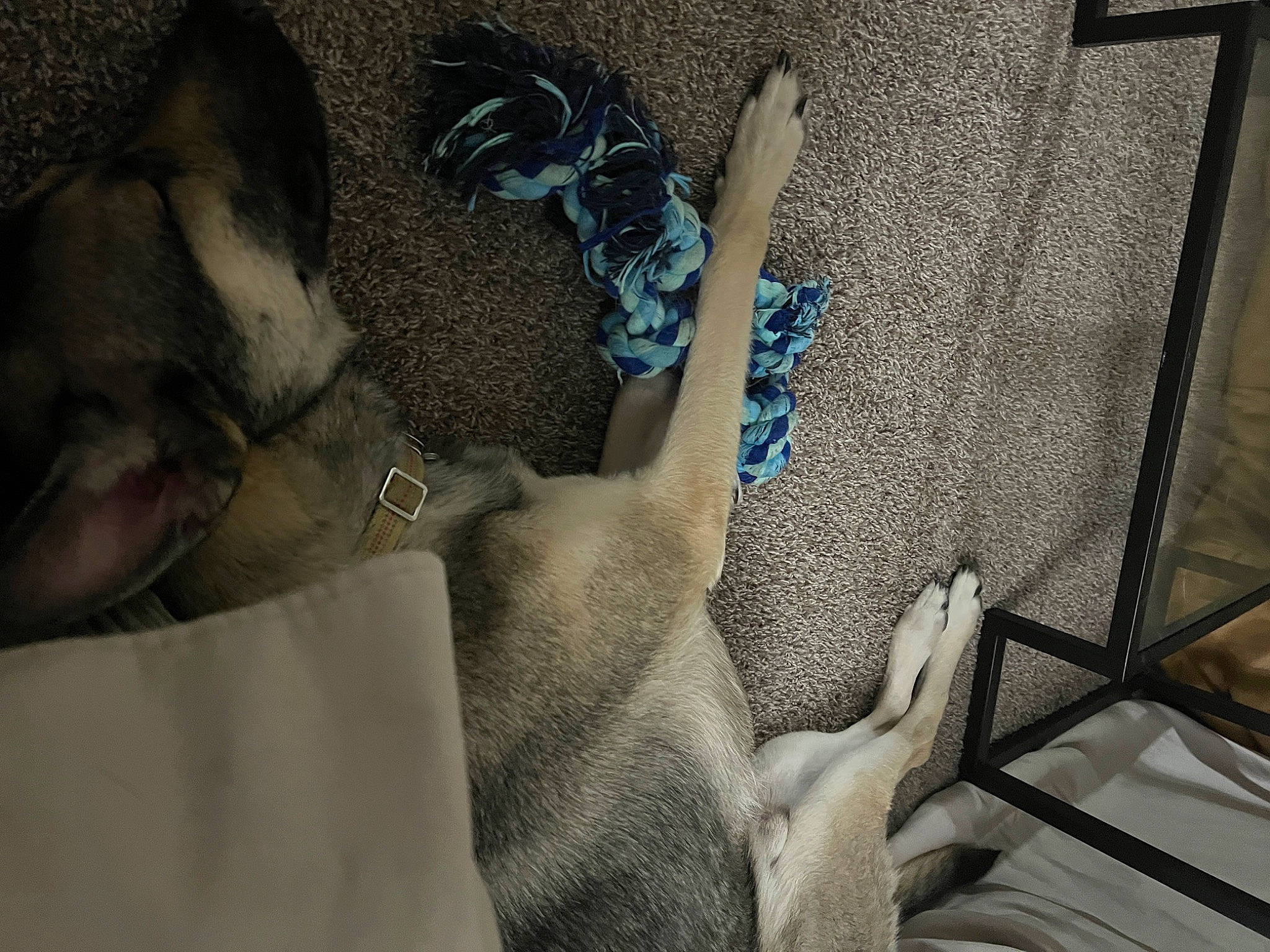 Kobe is registered to the contest to win money with this photo: art, comfort, eyewear, fashion_accessory, fawn, flooring, fur, grey, human_leg, illustration, leg, linens, pattern, room, shadow, sunglasses, tints_and_shades, visual_arts, window_treatment, wood