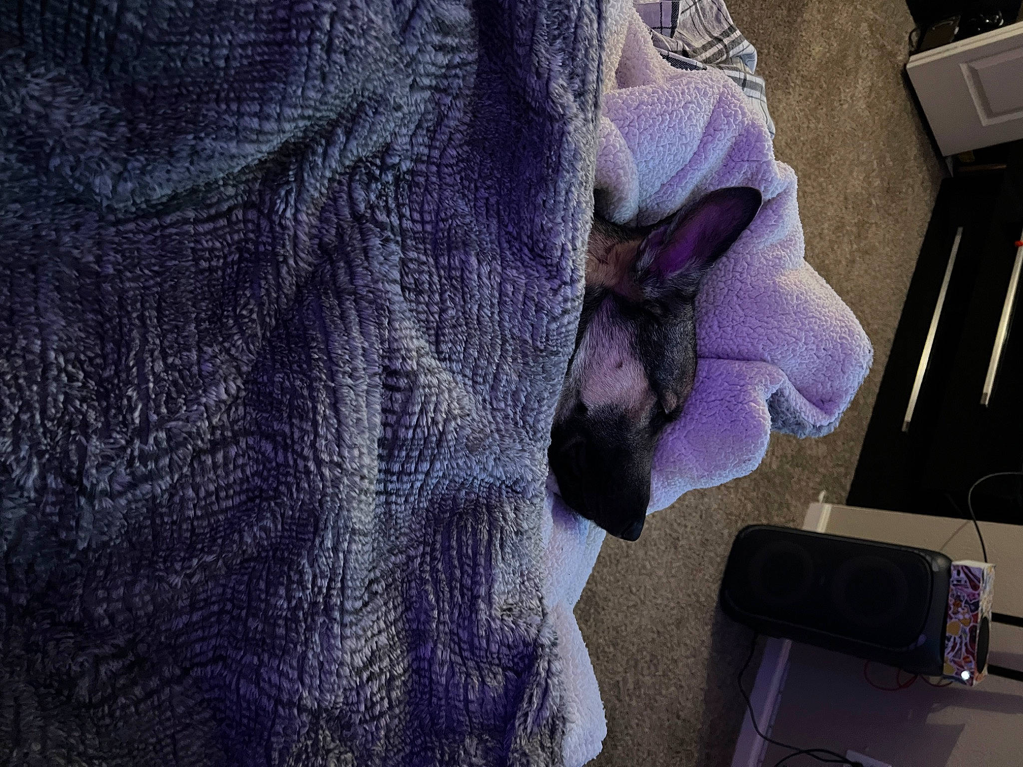 Kobe joined the competition — help win amazing prizes! craft, creative_arts, denim, electric_blue, fashion_accessory, flooring, fur, grey, magenta, pattern, purple, room, sleeve, textile, thread, violet, visual_arts, wool, woolen, woven_fabric