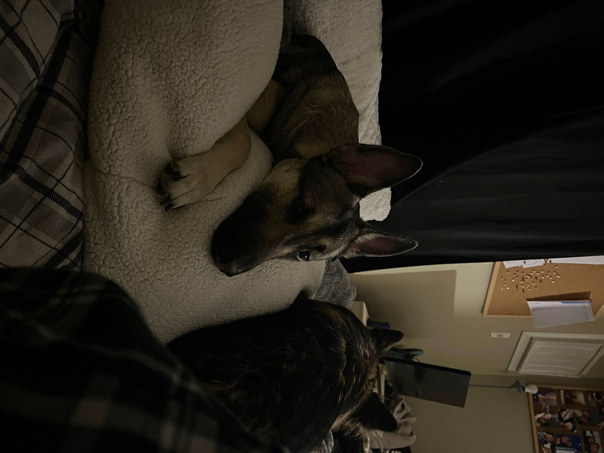 Kobe joined the competition — help win amazing prizes! beard, car_seat, comfort, darkness, elbow, eyewear, felidae, fur, gesture, human_leg, knee, monochrome, monochrome_photography, nail, pattern, room, sitting, thigh, tints_and_shades, wrist