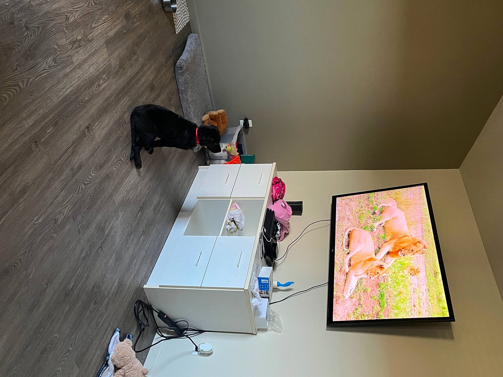 Azula joined the competition — help win amazing prizes! art, carmine, creative_arts, flooring, graphic_design, graphics, hardwood, laminate_flooring, magenta, paint, painting, paper, plywood, room, table, tail, visual_arts, wood, wood_flooring, wood_stain