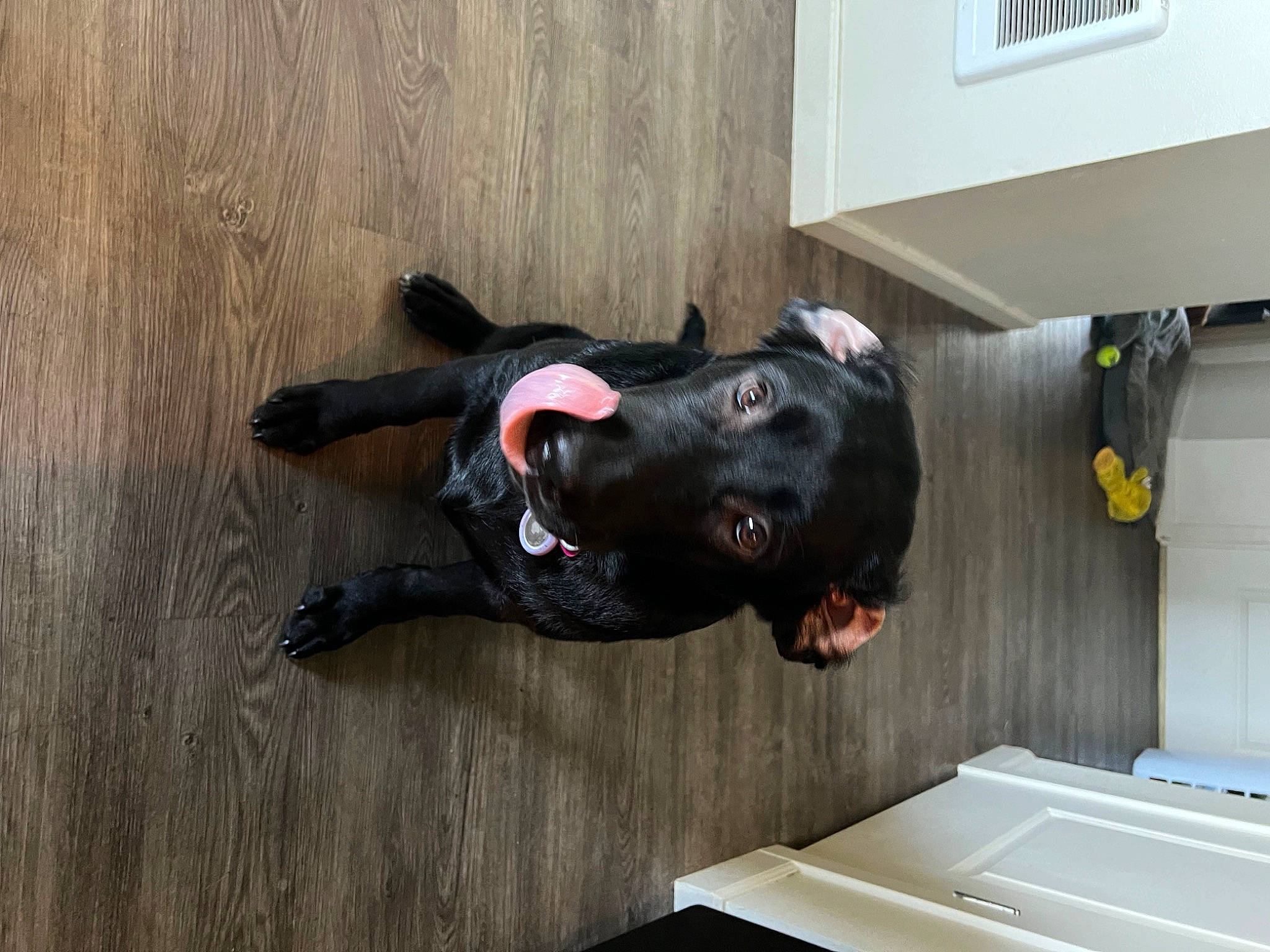 Azula is registered to the contest to win money with this photo: canidae, carnivore, companion_dog, dog, dog_breed, dog_supply, flooring, guard_dog, hardwood, non_sporting_group, snout, sporting_group, tail, window, wood, working_animal, working_dog