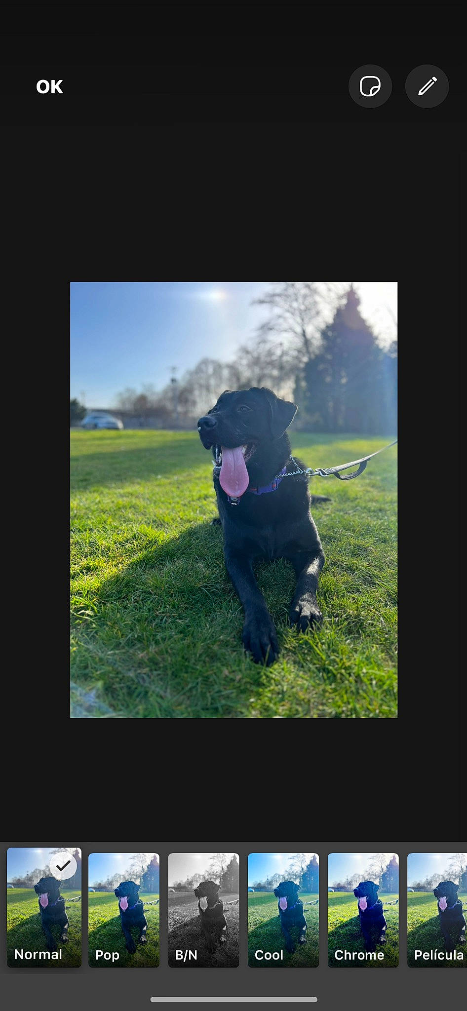 Azula is registered to the contest to win money with this photo: backlighting, carnivore, cloud, communication_device, companion_dog, display_device, dog, dog_breed, flash_photography, gadget, gesture, grass, grassland, landscape, magenta, multimedia, pasture, plant, sky, tree
