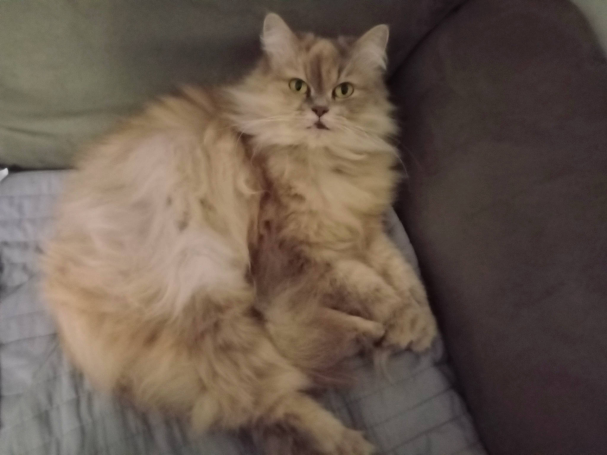 Noisette a rejoint le concours — aidez-le/la à gagner de superbes lots ! british_longhair, carnivore, cat, comfort, eye, fawn, felidae, fur, paw, ragdoll, small_to_medium_sized_cats, tail, terrestrial_animal, whiskers