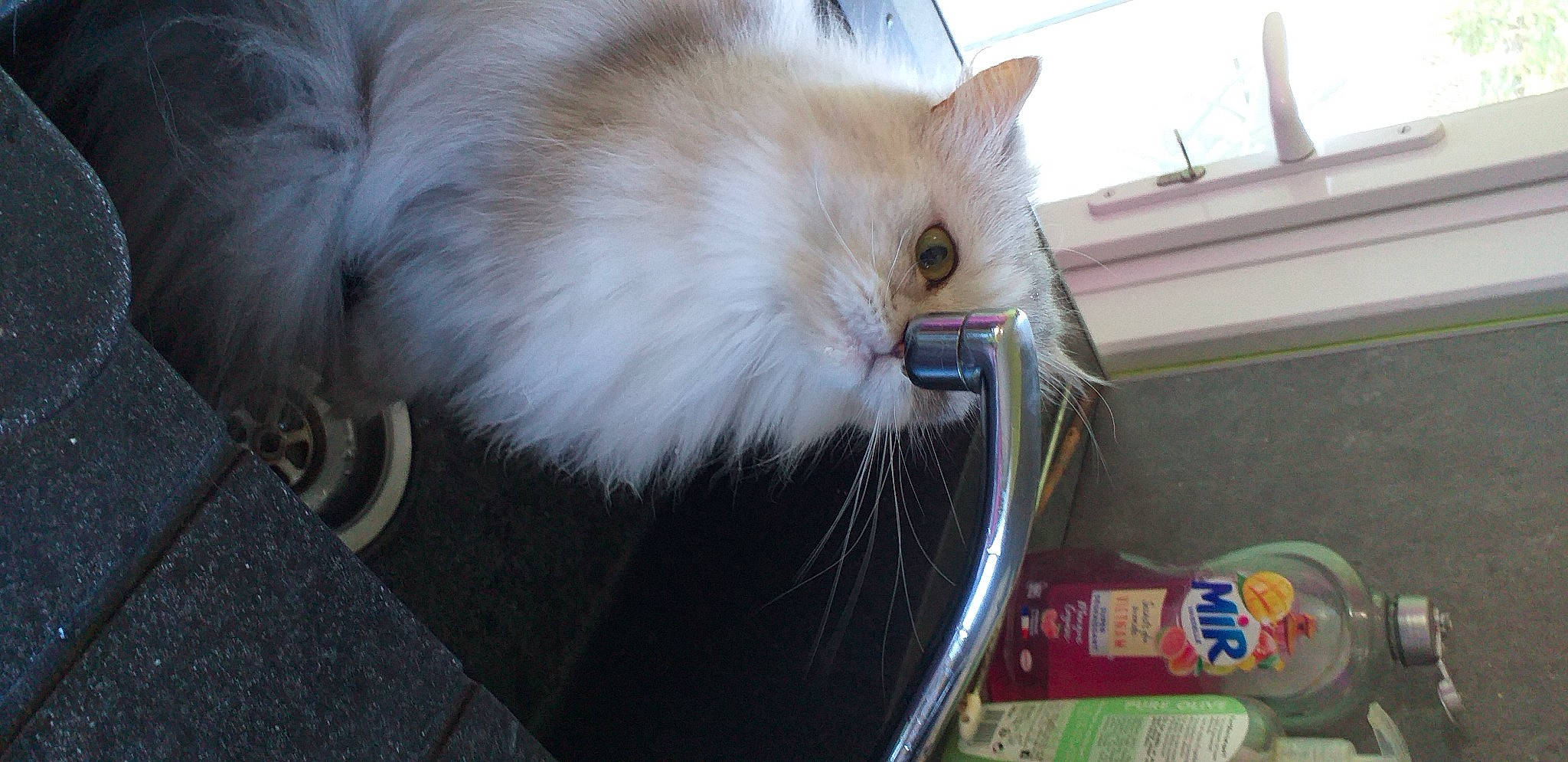 Miss a rejoint le concours — aidez-le/la à gagner de superbes lots ! box, carnivore, cat, companion_dog, fawn, felidae, fur, refrigerator, room, samoyed, small_to_medium_sized_cats, snout, tail, whiskers