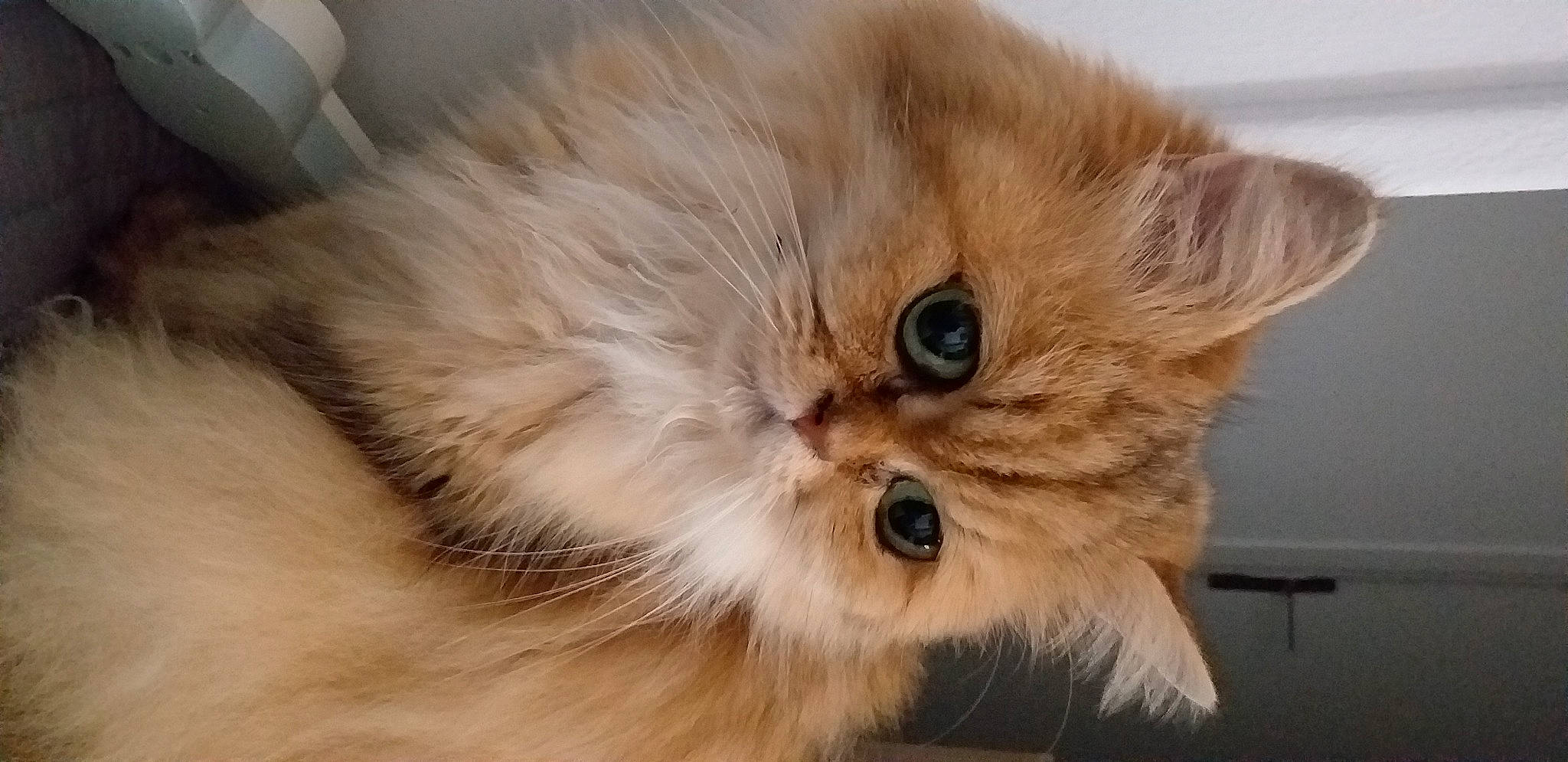 Jade participe au concours pour gagner de l'argent avec cette photo : art, balinese, british_longhair, carnivore, cat, companion_dog, eye, fawn, felidae, fur, persian, small_to_medium_sized_cats, snout, whiskers