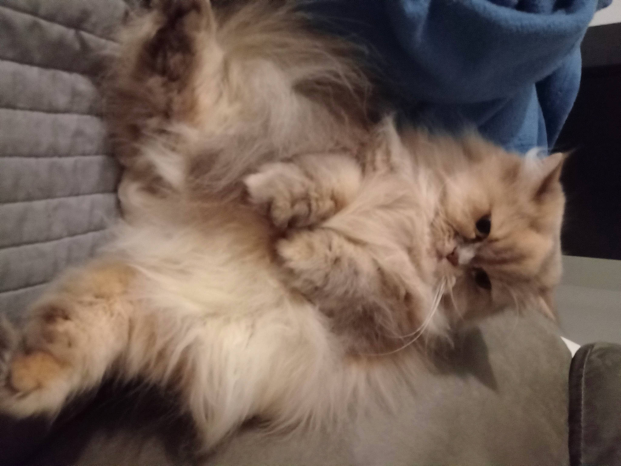 Noisette participe au concours pour gagner de l'argent avec cette photo : carnivore, cat, claw, comfort, companion_dog, dog_breed, fawn, felidae, fur, nap, paw, persian, ragdoll, sleep, small_to_medium_sized_cats, snout, tail, terrestrial_animal, whiskers