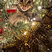 Gizmo participe au concours pour gagner de l'argent avec cette photo : kitten, cat, christmas_tree, tinsel, lights, holiday, decorations, playful, curious, animal, pet, festive, indoors, closeup, feline, cute, tongue, green, shiny, christmas
