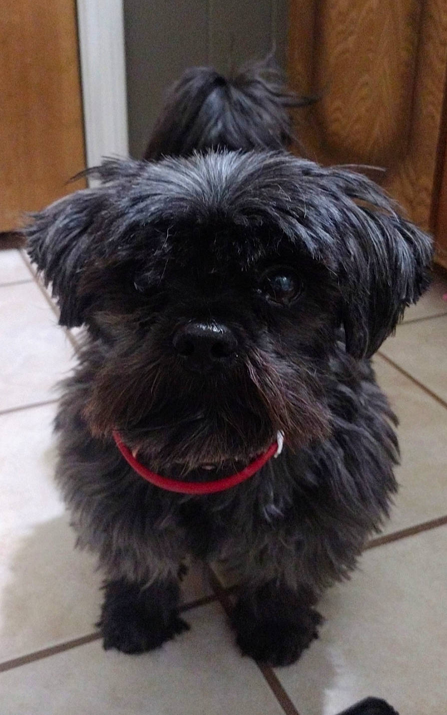 Poppy is registered to the contest to win money with this photo: carnivore, collar, companion_dog, dog, dog_breed, dog_collar, dog_supply, fur, hardwood, liver, pekapoo, small_terrier, snout, sporting_group, terrestrial_animal, terrier, toy_dog, wood, working_animal, yorkipoo