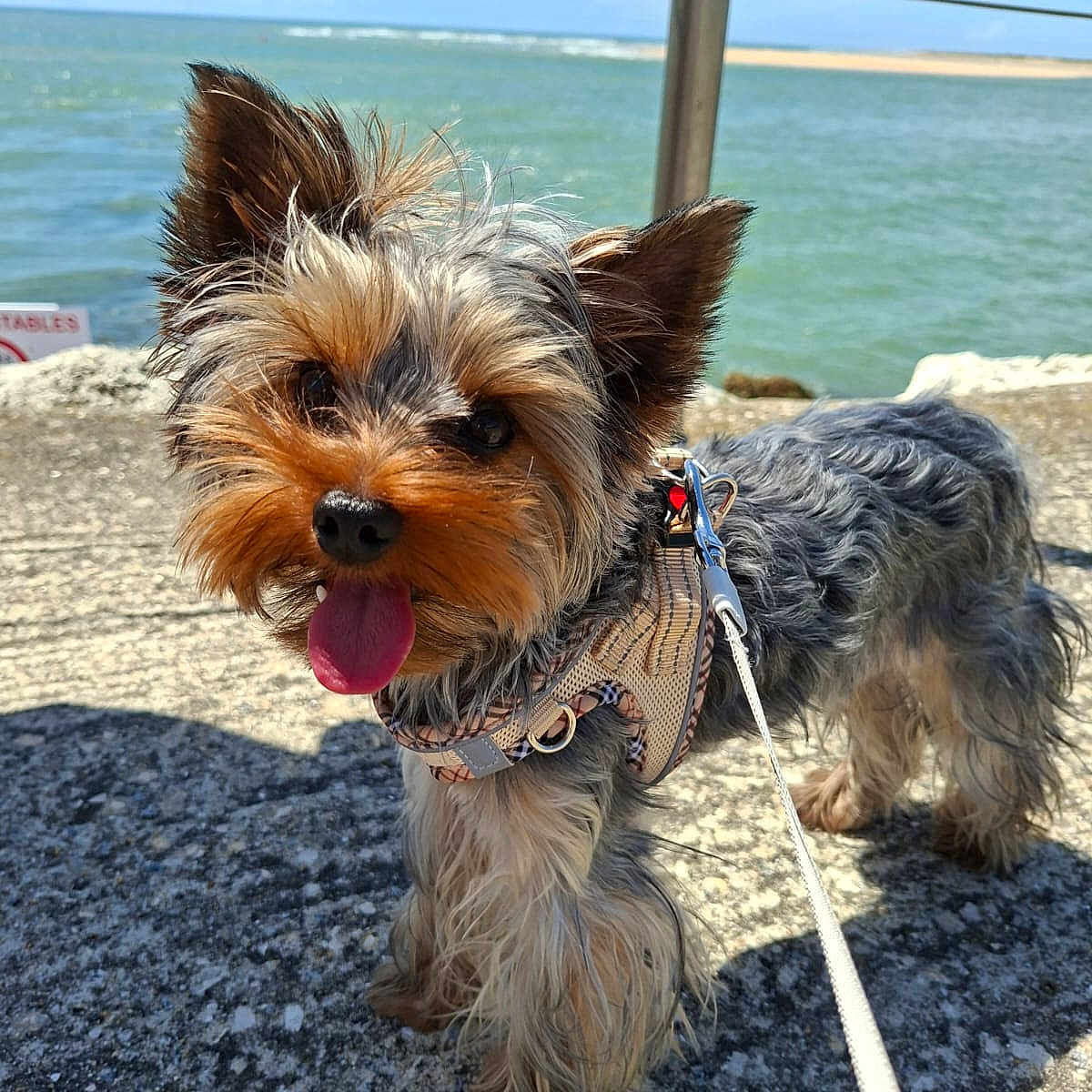 Vasco a rejoint le concours — aidez-le/la à gagner de superbes lots ! dog, yorkshire_terrier, pet, leash, harness, tongue_out, outdoor, water, ocean, sky, clouds, rocky_surface, sunny, small_dog, fur, ears, cute, animal, daytime, nature