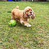 Lulu is registered to the contest to win money with this photo: dog, brown_dog, grass, backyard, fence, green_ball, playful, pet, animal, outdoor, tree, bench, trash_can, chair, daylight, cute, fur, canine, lawn, nature