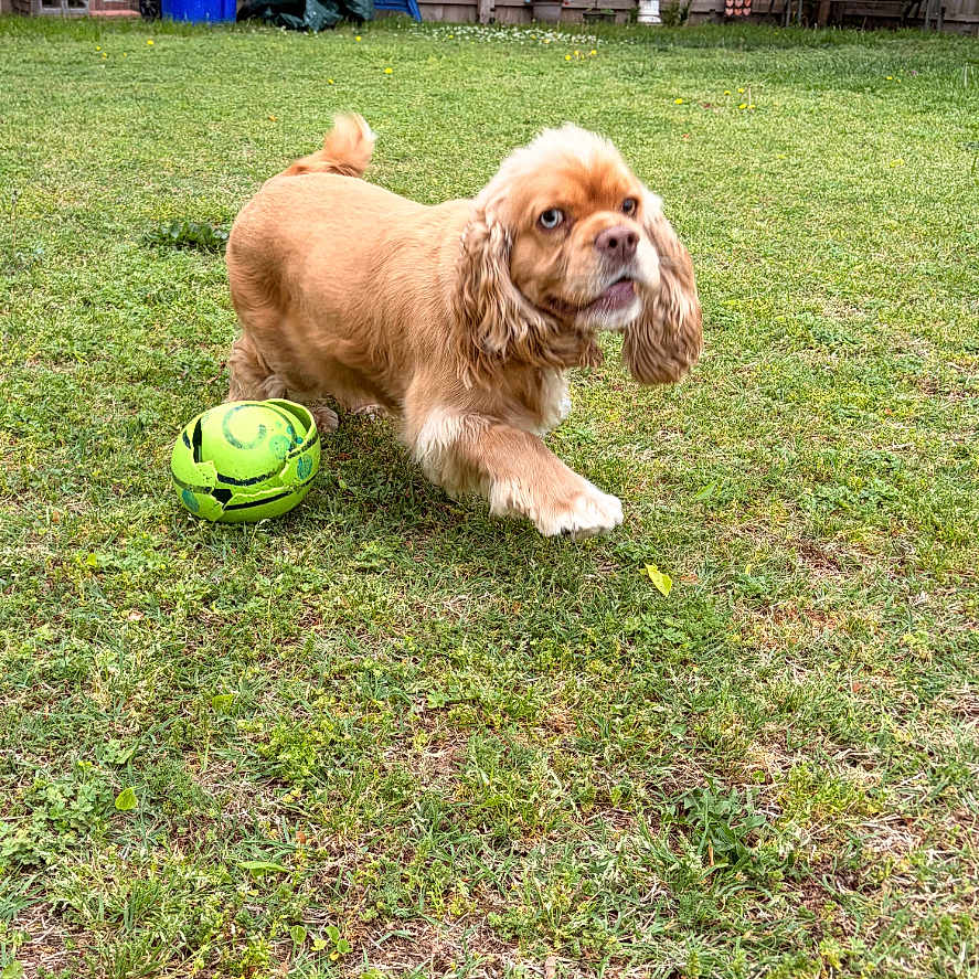 Lulu is registered to the contest to win money with this photo: dog, brown_dog, grass, backyard, fence, green_ball, playful, pet, animal, outdoor, tree, bench, trash_can, chair, daylight, cute, fur, canine, lawn, nature