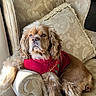 dog, cocker_spaniel, red_sweater, armchair, plush, patterned_fabric, indoor, sunlight, relaxed, pet, canine, fur, ears, paw, nose, portrait, cozy, home, resting, cute