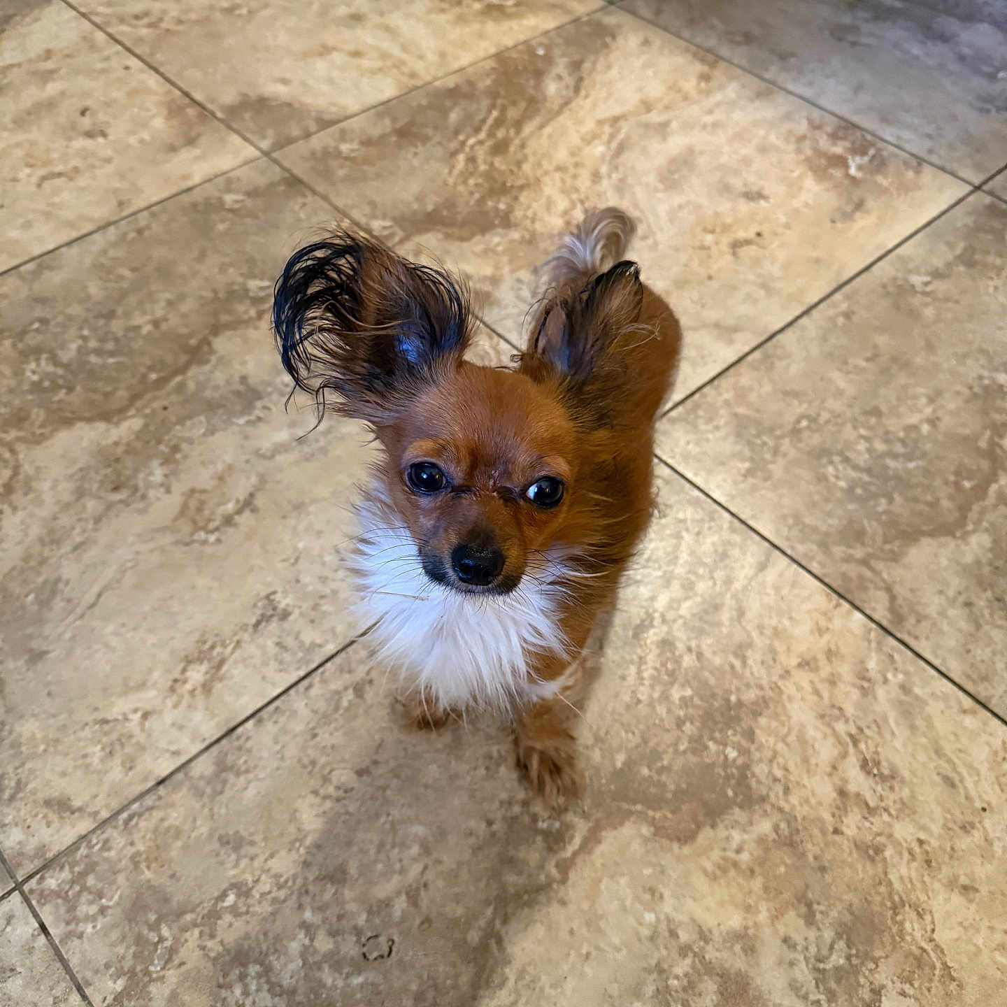 Pickles joined the competition — help win amazing prizes! adorable, alert, animal, brown_dog, canine, companion, curious, cute, dog, domestic, ears, fluffy, friendly, fur, indoor, looking_up, pet, small_dog, standing, tile_floor