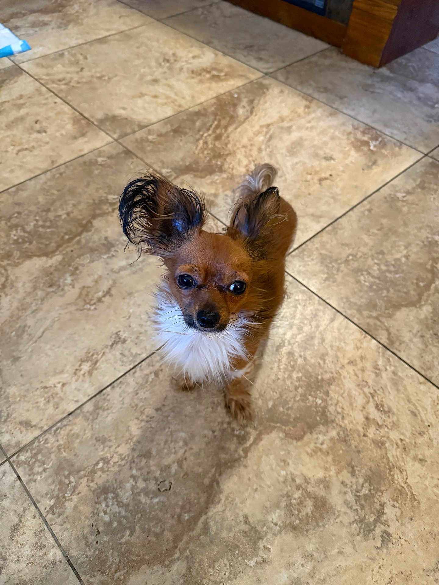 Pickles joined the competition — help win amazing prizes! dog, small_dog, brown_dog, fluffy, ears, tile_floor, indoor, pet, curious, cute, canine, animal, fur, looking_up, standing, companion, domestic, friendly, adorable, alert