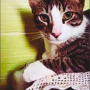Minouch participe au concours pour gagner de l'argent avec cette photo : cat, tabby, white_paws, pink_nose, crocheted_cloth, indoor, pet, animal, closeup, feline, whiskers, ears, relaxed, resting, curious, portrait, domestic_cat, soft_light, green_background, shadow