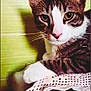 cat, tabby, white_paws, pink_nose, crocheted_cloth, indoor, pet, animal, closeup, feline, whiskers, ears, relaxed, resting, curious, portrait, domestic_cat, soft_light, green_background, shadow