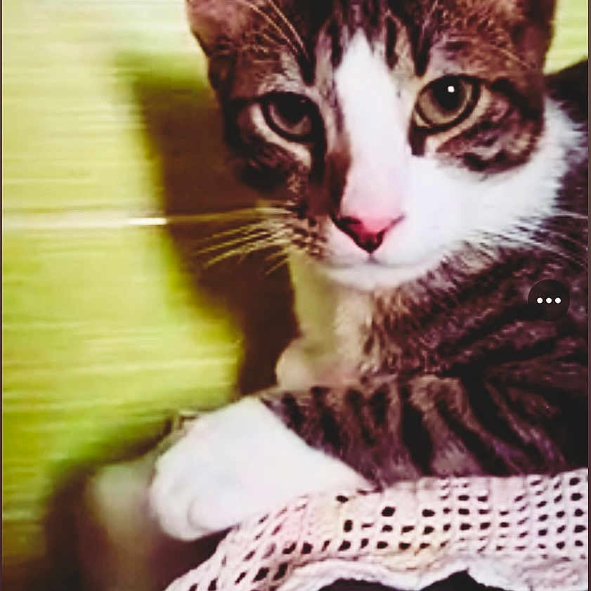 Minouch participe au concours pour gagner de l'argent avec cette photo : animal, cat, closeup, crocheted_cloth, curious, domestic_cat, ears, feline, green_background, indoor, pet, pink_nose, portrait, relaxed, resting, shadow, soft_light, tabby, whiskers, white_paws