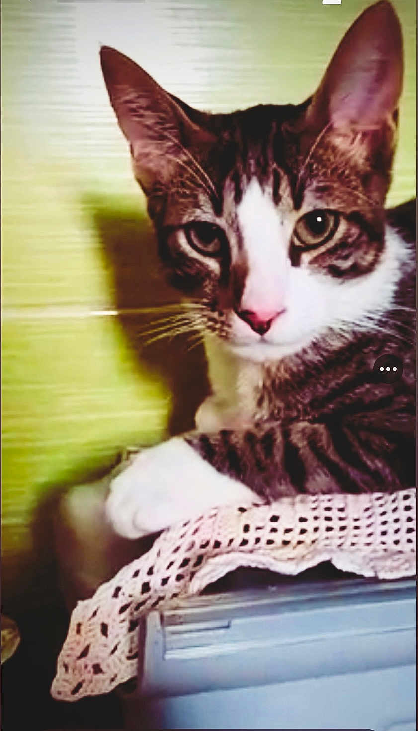 Minouch participe au concours pour gagner de l'argent avec cette photo : cat, tabby, white_paws, pink_nose, crocheted_cloth, indoor, pet, animal, closeup, feline, whiskers, ears, relaxed, resting, curious, portrait, domestic_cat, soft_light, green_background, shadow