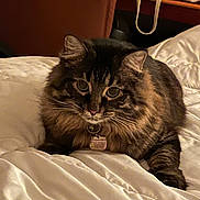 Chaz is registered to the contest to win money with this photo: cat, tabby_cat, pet, indoor, bed, white_bedding, collar, tag, furniture, brown, fluffy, animal, domestic_animal, whiskers, ears, resting, closeup, cozy, cute, feline