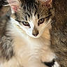 Moo joined the competition — help win amazing prizes! cat, kitten, close_up, fur, tabby, white_fur, pet, animal, cute, whiskers, ears, face, eyes, snuggling, soft, indoor, portrait, feline, young, resting