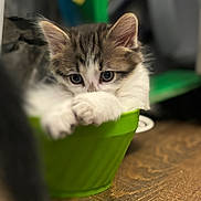 Moo is registered to the contest to win money with this photo: kitten, cat, green_bowl, wooden_floor, indoor, cute, pet, animal, fur, whiskers, small, young, curious, playful, domestic, feline, cozy, resting, closeup, soft