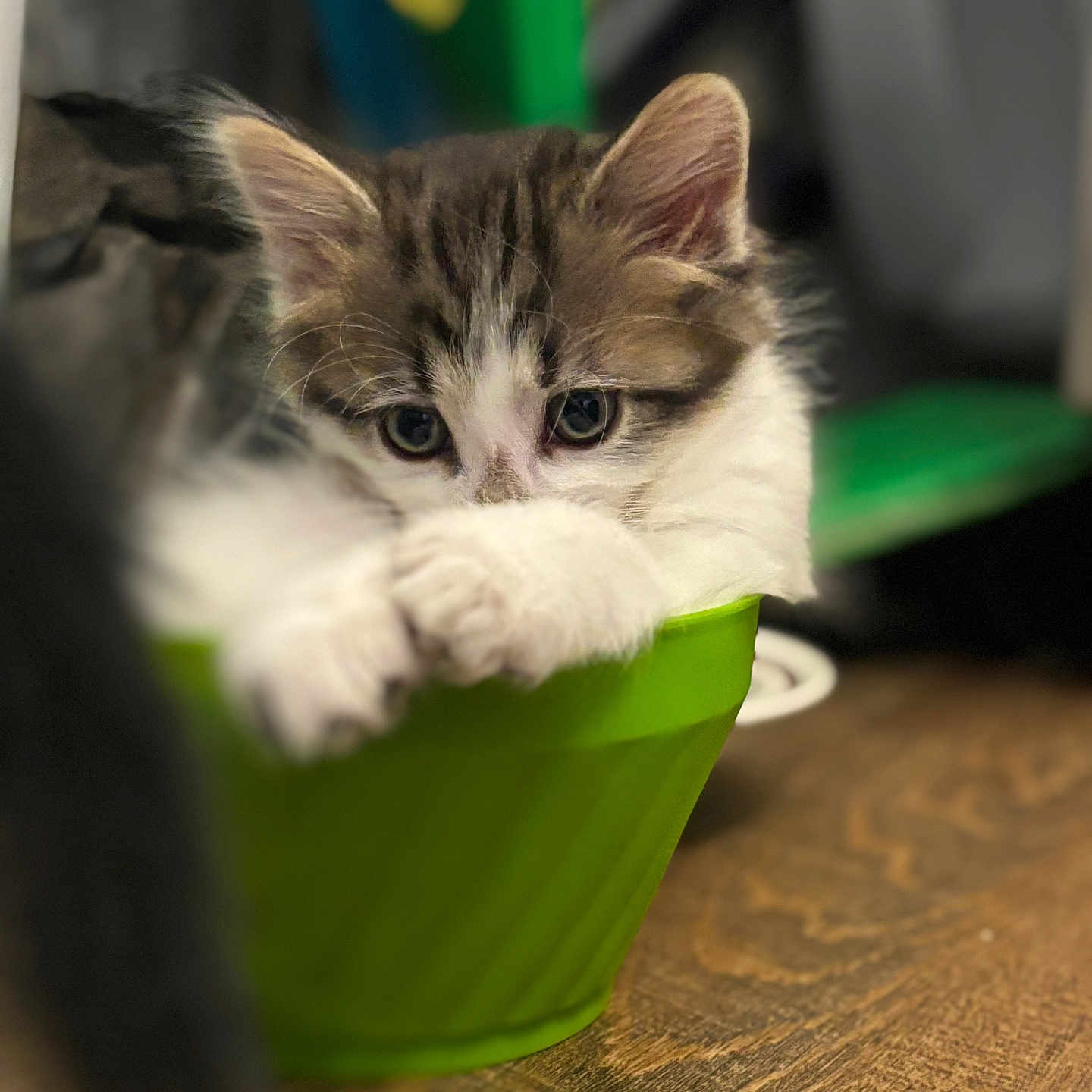 Moo is registered to the contest to win money with this photo: kitten, cat, green_bowl, wooden_floor, indoor, cute, pet, animal, fur, whiskers, small, young, curious, playful, domestic, feline, cozy, resting, closeup, soft