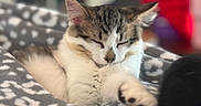 Moo is registered to the contest to win money with this photo: cat, sleeping, cozy, blanket, paw, fur, indoor, pet, relaxed, closeup, animal, cute, whiskers, tabby, soft, resting, nap, comfort, feline, blurred_background