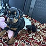 Blue joined the competition — help win amazing prizes! puppy, dog, diaper, toy, pink, blanket, patterned, car_seat, backseat, black, brown, tan, cute, pet, animal, indoor, young, small, fur, playful
