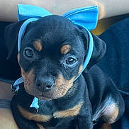 Blue joined the competition — help win amazing prizes! puppy, dog, blue_bow, headband, lap, car_interior, black_and_tan, cute, pet, young_dog, sitting, looking_at_camera, small_dog, canine, adorable, domestic_animal, companion, indoors, person, clothing