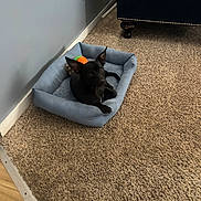 Speed is registered to the contest to win money with this photo: dog, black_dog, pet_bed, carpet, indoor, wall, ball, furniture, floor, small_dog, ears, resting, cozy, home, animal, cute, relaxed, toy, domestic, companion