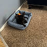 dog, black_dog, pet_bed, carpet, indoor, wall, ball, furniture, floor, small_dog, ears, resting, cozy, home, animal, cute, relaxed, toy, domestic, companion