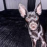 dog, black_dog, pet, animal, ears, fur, portrait, indoors, bed, blanket, curtains, flash, looking_at_camera, cute, small_dog, domestic_animal, canine, whiskers, snout, floor