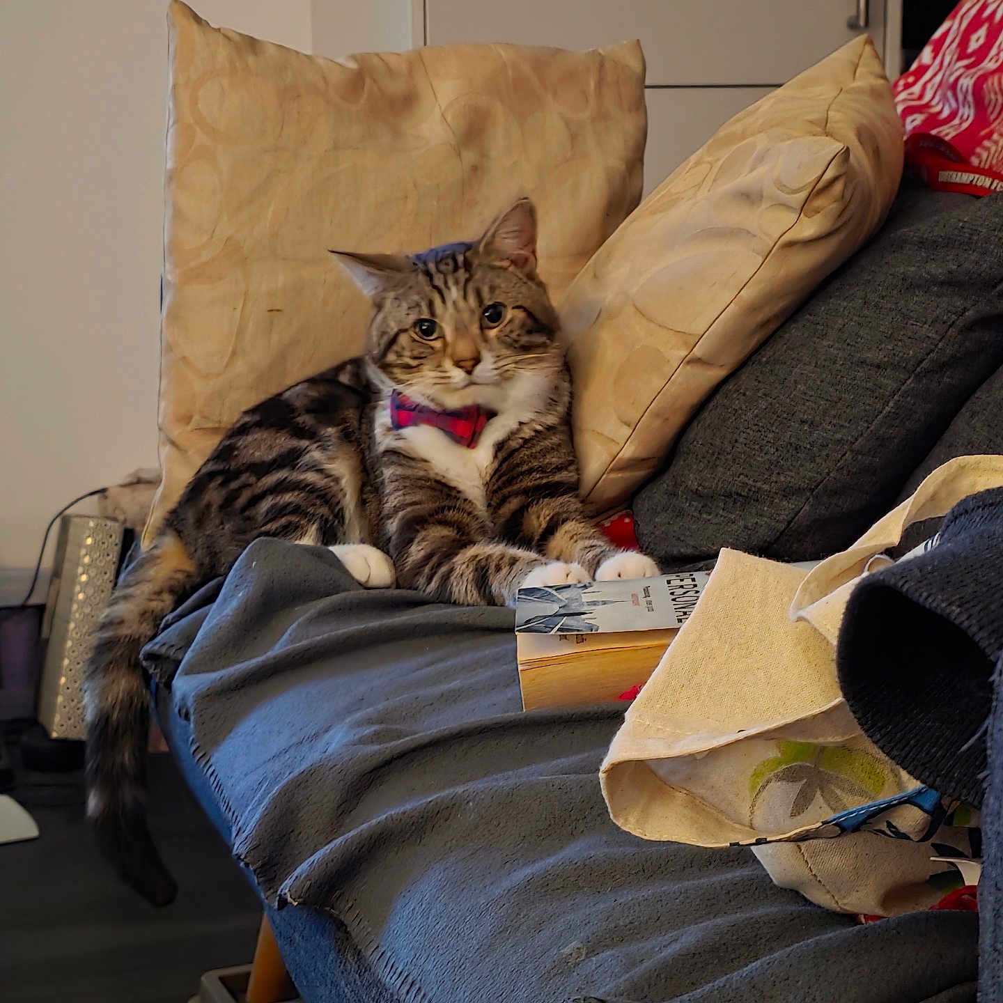 Simba joined the competition — help win amazing prizes! blanket, bow_tie, cat, claws, comfortable, couch, cozy, cute, domestic_animal, feline, fur, indoor, living_room, pet, pillow, relaxed, resting, striped, tabby, whiskers