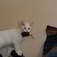 Winter is registered to the contest to win money with this photo: cat, white_cat, indoor, toy_mouse, pet, animal, feline, wall, pillow, blue_container, brown, black_object, floor, standing, mouth, cute, domestic_animal, household, furniture, pet_toy